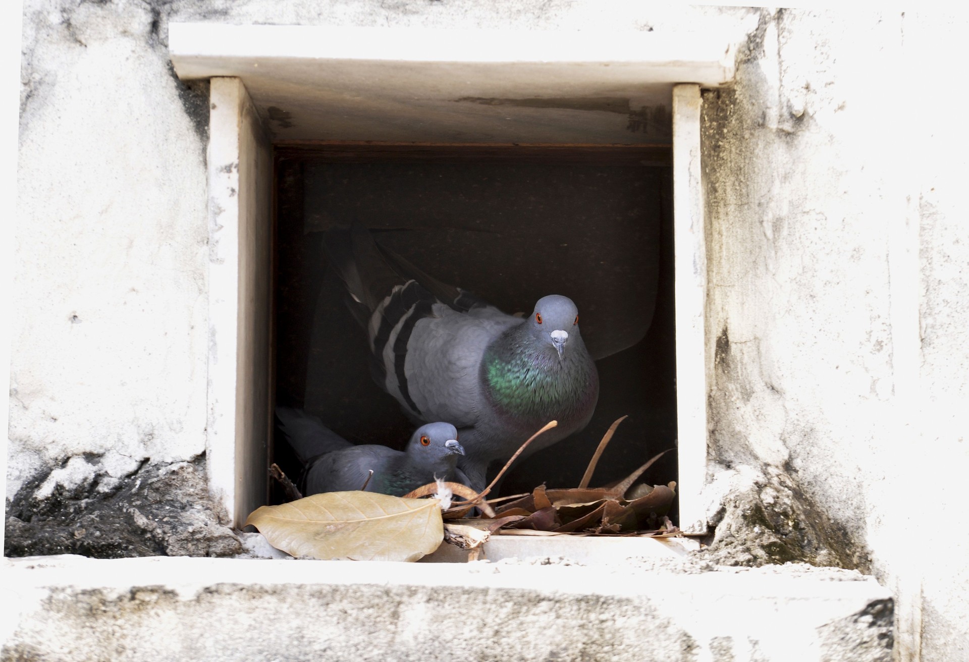 Oiseaux-Pigeons