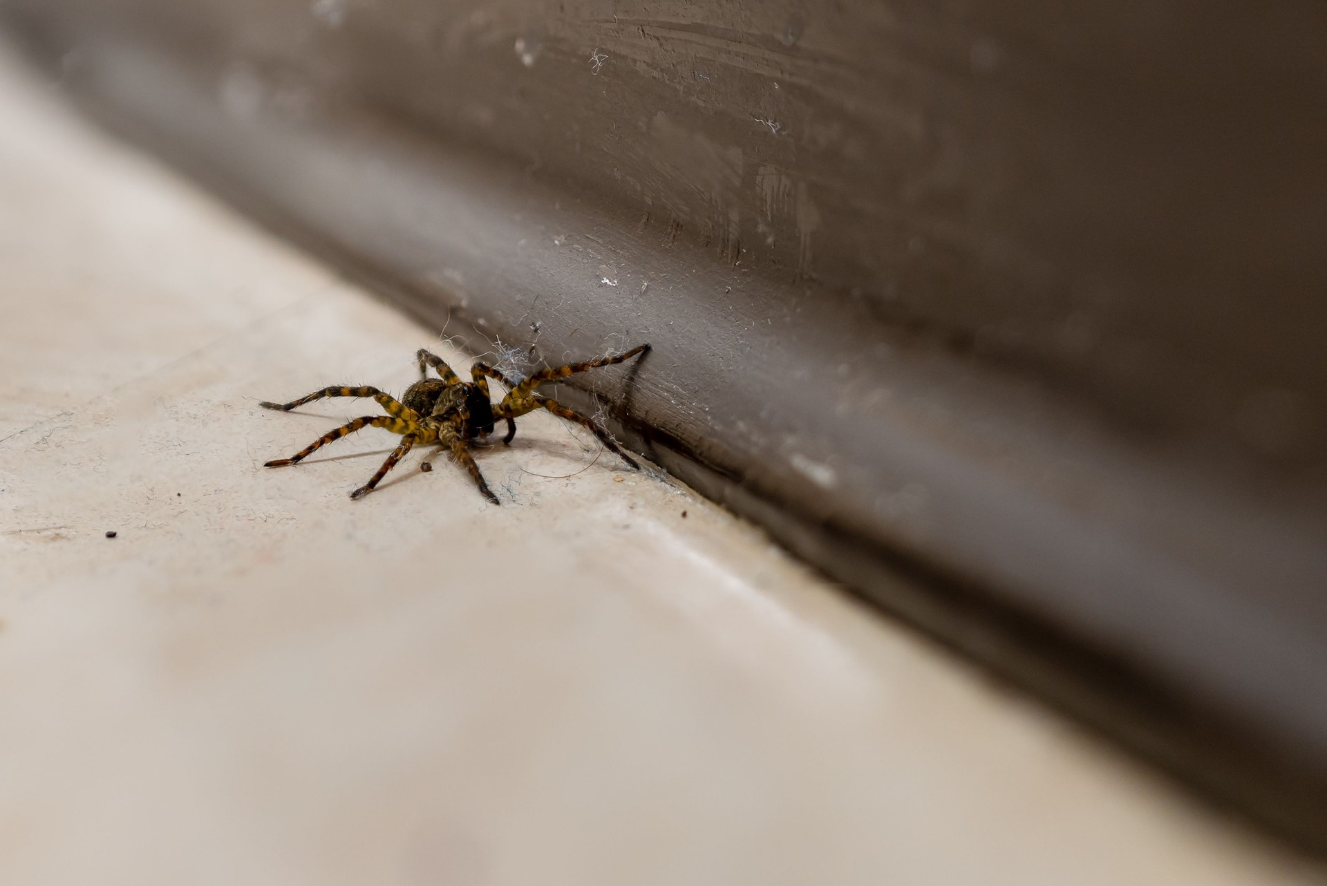 Araignée dans un coin de mur intérieur – intervention de dératisation et désinsectisation à Paris
